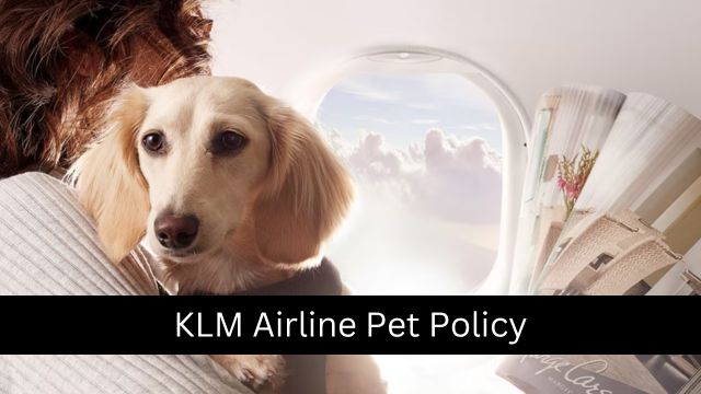 KLM Airline Pet Policy