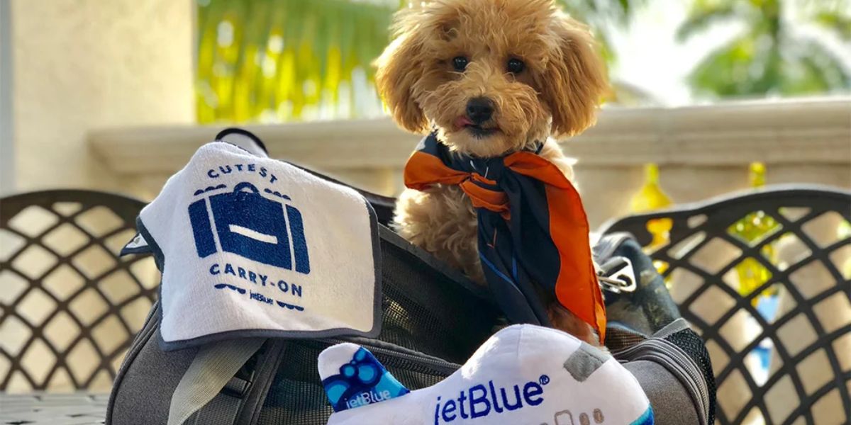 JetBlue Airline Pet Policy